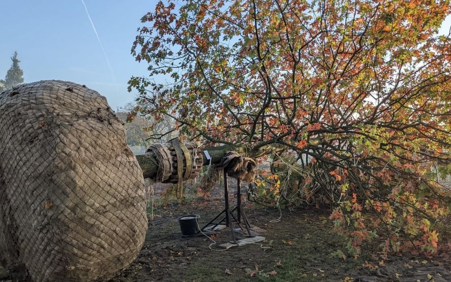 New Hanza teritorijā iestāda lielizmēra ozolu